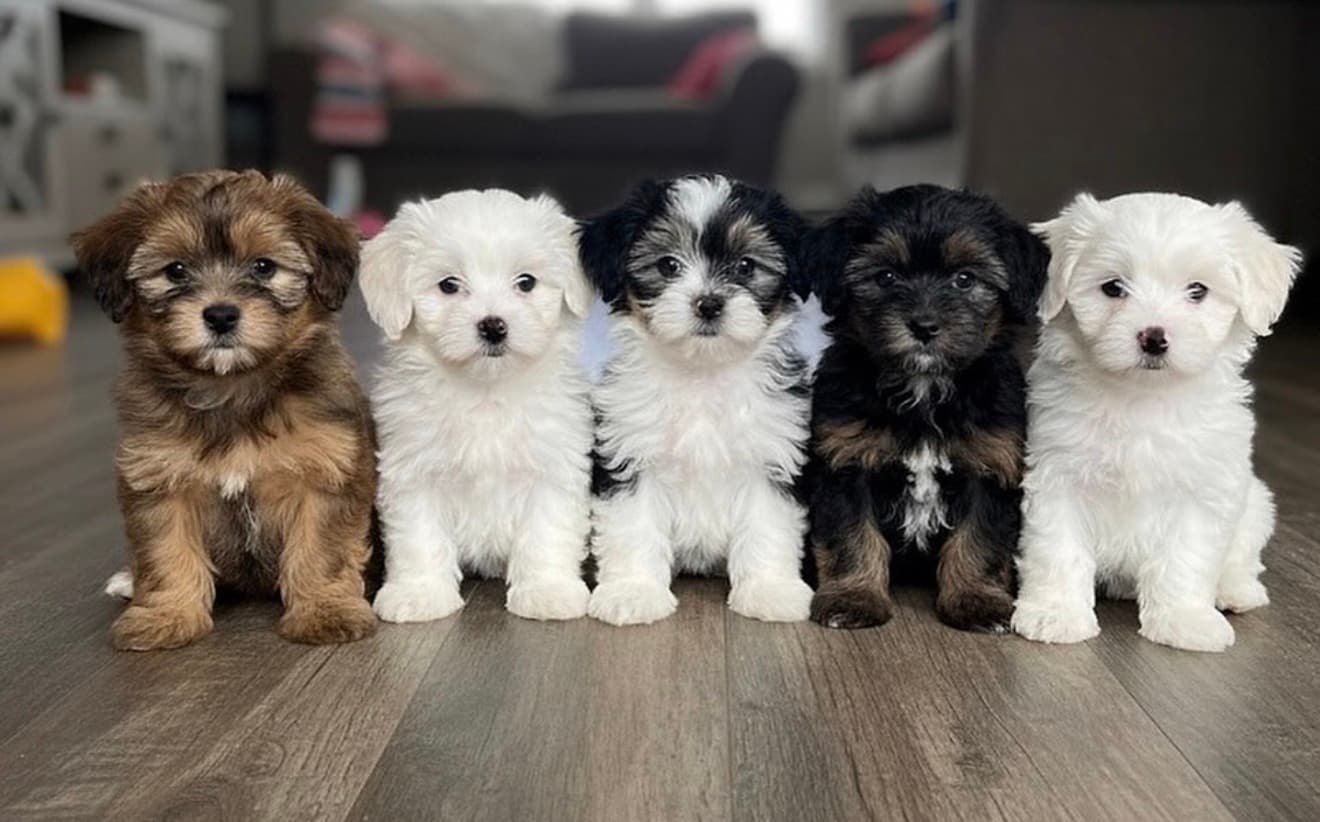 ZUMBA WITH PUPPIES | Slide 1